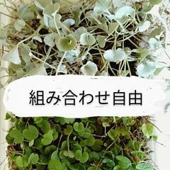ディコンドラ　2種　