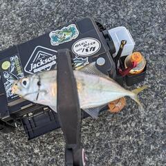 釣り友募集