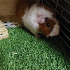 【里親募集】ショートモルモット　1才　ゲージ付き - 都留市