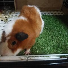 【里親募集】ショートモルモット　1才　ゲージ付き - その他