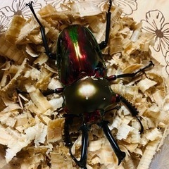 ニジイロクワガタ　58×39　ペア