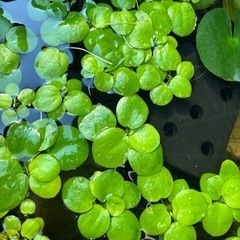 水草　の画像