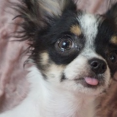 チワワの男の子🐾🐾
