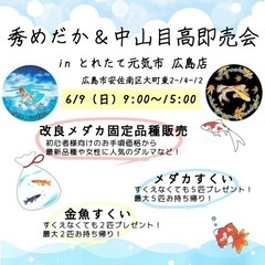 めだか掬い、展示販売