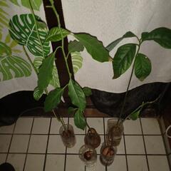 アボガド苗5点の画像