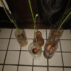 アボガド苗5点の画像