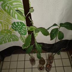 アボガド苗5点の画像