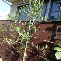オリーブの木　植木　シンボルツリー　ルッカ