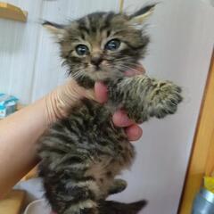 長毛風　女の子　トライアル対応中