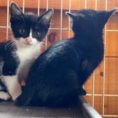 仲良し子猫　1カ月