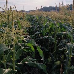 無農薬　朝採れトウモロコシ