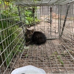 キジトラ猫ちゃん 無事素敵な飼い主様が見つかりました。