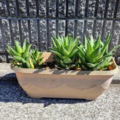 アロエ 不夜城 多肉植物