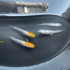【取引中】【極上】凛華紅白　丹頂　2ペア　メダカ　めだか　夢中め...