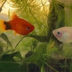 熱帯魚（ミッキープラティ）