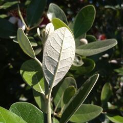 【植木・果樹・庭木・花木】フェイジョア　アポロ　1.5m程度　6-1の画像