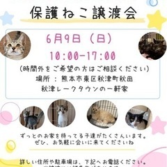 一軒家のふれあい譲渡会（熊本市東区）🐱