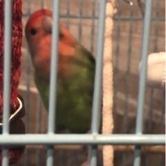 こざくらいんこ