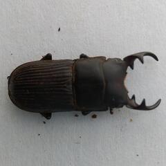 ネブトクワガタ、埼玉県産2ペア
