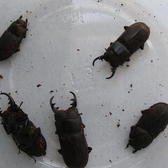 ネブトクワガタ、埼玉県産2ペアの画像