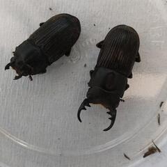 ネブトクワガタ、埼玉県産2ペアの画像