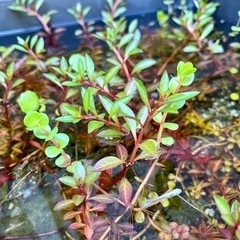 ビオトープ用水草 