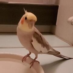 オカメインコのエルちゃん（シナモン）を探しています。