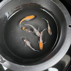 三色メダカ(写真の個体全部)