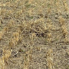 稲わら　ワラ　稲　稲藁　無料　タダ　家庭菜園の画像