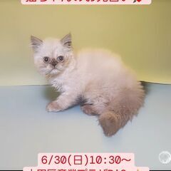 6/30(日)譲渡会。 生後2か月ヒマラヤン♀ブルーポイント(⋈...