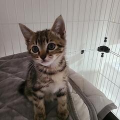 キジトラ子猫