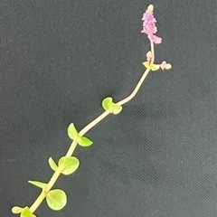 ビオトープ用水草 の画像