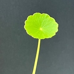 ビオトープ用水草 の画像