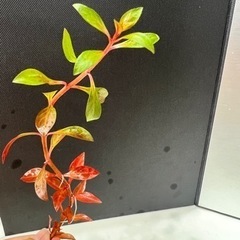 ビオトープ用水草 の画像