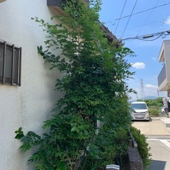 山椒の木を無料で差し上げます