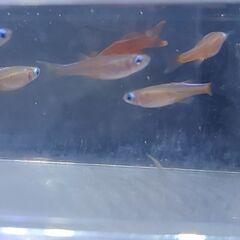 ①シュードムギルsp.ティミカ(３匹セット)オス１メス２の画像