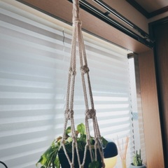 ポトス　ハンギングの画像