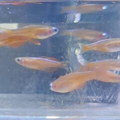 ③シュードムギルsp.ティミカ(３匹セット)オス１メス２の画像