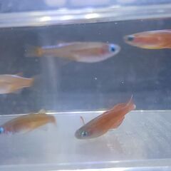 ③シュードムギルsp.ティミカ(３匹セット)オス１メス２の画像