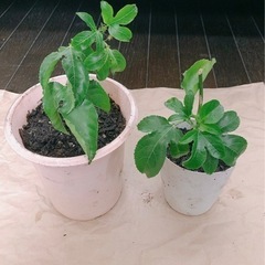 【決定しました】パッションフルーツ　挿し枝苗　2株