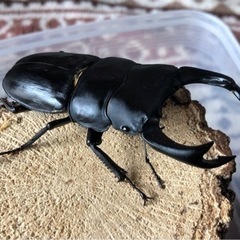 決まりました。国産オオクワガタ　能勢SR血統　♂81.8㎜　♀52㎜