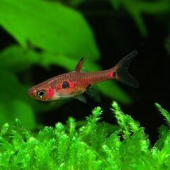 ボララスブリジッタエ(２匹)  ボララスウロフタルモイデス(１匹)  ボララスマキュラータ(１匹)　４匹セットの画像