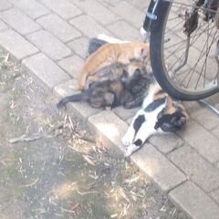 こねこ