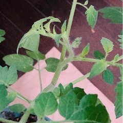 ミニトマトの苗2株　とおまけ？の画像