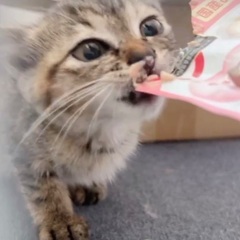 推定生後1ヶ月半🐈決まりました。