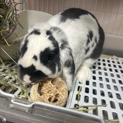 うさぎ ロップイヤー 1歳2ヶ月 オス