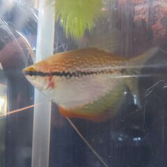 パールグラミー(1匹)の画像