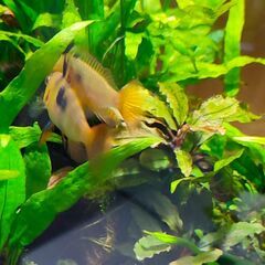 ジャーマン・ラミレジィ(１ペア)の画像