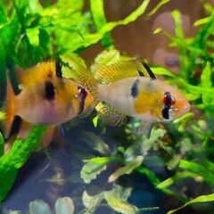 ジャーマン・ラミレジィ(１ペア)の画像