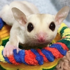 💚フクロモモンガクリミノ💚男の子💚